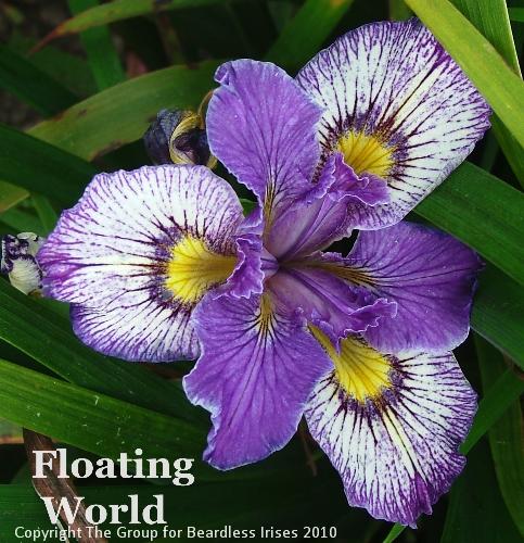Floating World